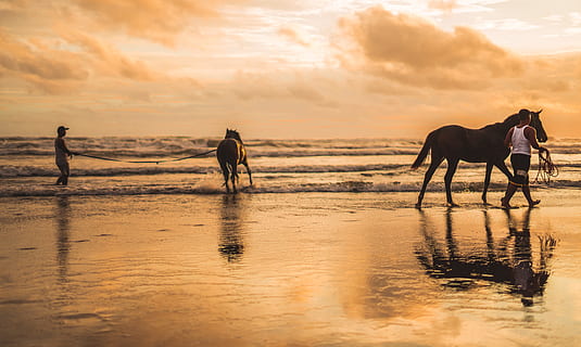 dois, cavalos, de praia, cavalaria, nuvens, alvorecer, crepúsculo, tarde, ilha, lago, panorama, mamífero, natureza, desafio ao ar livre, ao ar livre, pessoas, reflexão, mar, vista do mar, Beira Mar, silhueta, céu, por do sol, viagem, agua, ondas, animais domésticos, animal, terra, temas animais, doméstico, pets, um animal, animais selvagens, cavalo, beleza na natureza, pecuária, caminhando, equitação, horizonte sobre a água, 5K, CC0, domínio público, royalty free
