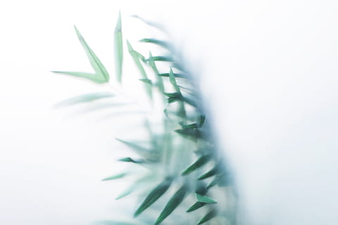 le foglie, annebbiato, foto di vetro, astratto, piante, creativo, foglia, pianta, colore verde, medicina, parte vegetale, medicina di erbe, natura, nessuno, avvicinamento, girato in studio, assistenza sanitaria e medicina, erba, cibo, cibo e bevande, ritagliare, crescita, botanica, freschezza, in casa, bellezza nella natura, focalizzazione morbida, 4K, CC0, dominio pubblico, privo di copyright
