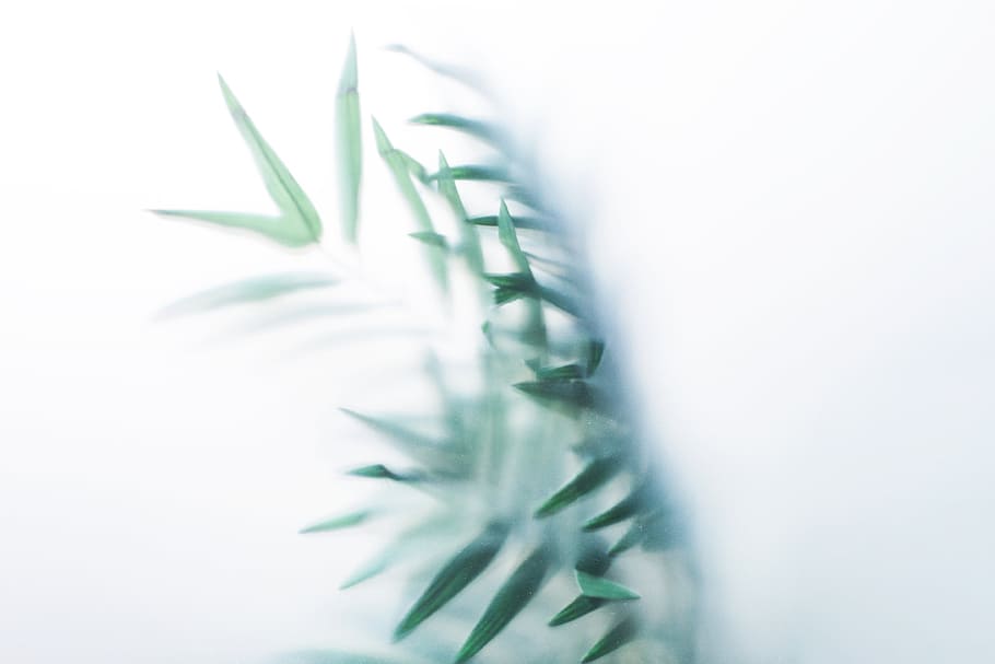 fulles, boig, foto de vidre, resum, plantes, creatiu, full, planta, color verd, medicina, part de la planta, herba medicinal, naturalesa, cap gent, primer pla, tir de l'estudi, salut i medicina, herba, menjar, menjar i beguda, tallar, creixement, botànica, frescor, a l'interior, bellesa a la natura, enfocament suau, 4K