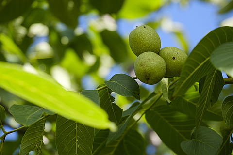 Nuss, Nussbaum, Walnussbaum, Baum, Blätter, Obst, Blatt, Pflanzenteil, grüne Farbe, Pflanze, Wachstum, Lebensmittel, Essen und Trinken, gesundes Essen, Frische, Natur, Nahansicht, Schönheit in der Natur, Fokus auf den Vordergrund, keine Leute, Tag, Flachwinkelansicht, selektiver Fokus, draußen, reif, 5K, CC0, gemeinfrei, lizenzfrei
