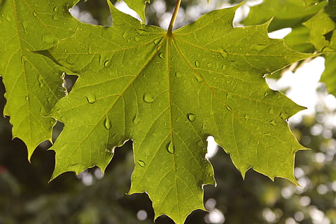 full, maple, humit, arbre, verd, naturalesa, infern, medi ambient, color, tardor, fulles, part de la planta, color verd, creixement, planta, primer pla, dia, cap gent, bellesa a la natura, vena de la fulla, fulla d'auró, a l'aire lliure, centrar-se en primer pla, llum solar, patró natural, frescor, 5K, CC0, domini públic, lliure de regalies
