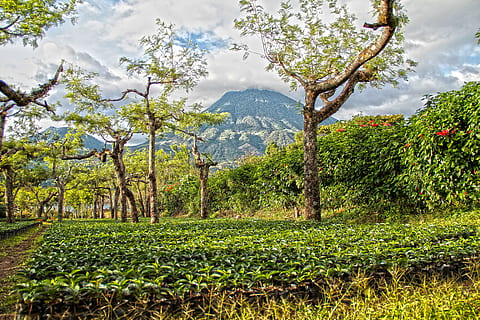 Landschaft, Himmel, Wolken, Sonnenuntergang, Natur, Berglandschaft, Guatemala, Berg, hohe Berge, Bergsteigen, Kaffee, Kaffeeplantage, Bäume, Pflanzen, Pflanze, Baum, Wachstum, Schönheit in der Natur, Ruhe, ruhige Szene, Szenen - Natur, grüne Farbe, Umgebung, wolke - himmel, Land, Tag, keine Leute, Feld, Gebirge, Nicht-städtische Szene, draußen, Plantage, 5K, CC0, gemeinfrei, lizenzfrei