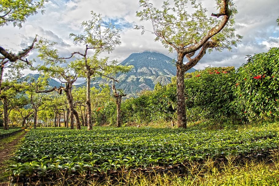 landskab, himmel, skyer, solnedgang, natur, bjerglandskab, guatemala, bjerg, høje bjerge, bjergbestigning, kaffe, kaffe plantage, træer, planter, plante, træ, vækst, skønhed i naturen, ro, rolig scene, scenics - natur, grøn farve, miljø, sky - himmel, jord, dag, ingen mennesker, Mark, bjergkæde, ikke-urbane scene, udendørs, plantage, 5K