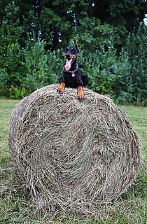 doberman, cane, pagliaio, camminare, pianta, temi animali, animali domestici, animale, vertebrato, mammifero, terra, domestico, fieno, un animale, balla, albero, erba, campo, natura, canino, giorno, seduta, all'aperto, 5K, CC0, dominio pubblico, privo di copyright