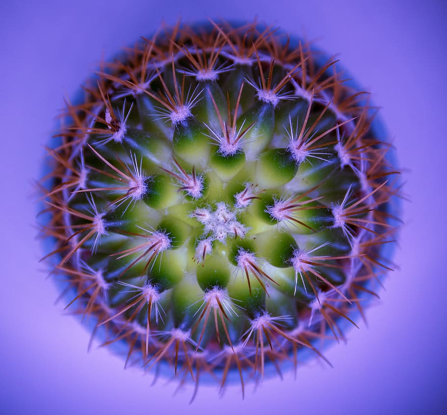 grøn kaktus, friskhed, tæt på, blomst, ingen mennesker, plante, blomstrende plante, saftige plante, vækst, skønhed i naturen, torn, sårbarhed, skarp, kaktus, natur, lilla, blomsterstand, skrøbelighed, spiked, studio skud, naturligt mønster, blomsterhoved, strittende, 2K