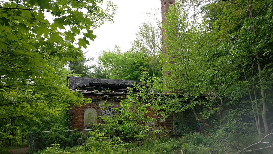 col·lapsat, graffiti, arbres, abandonat, edifici, bosc, planta, arbre, creixement, color verd, naturalesa, cap gent, estructura construïda, arquitectura, dia, tranquil·litat, terra, bellesa a la natura, a l'aire lliure, escena tranquil·la, parc, transport, escena no urbana, obsoleta, 4K