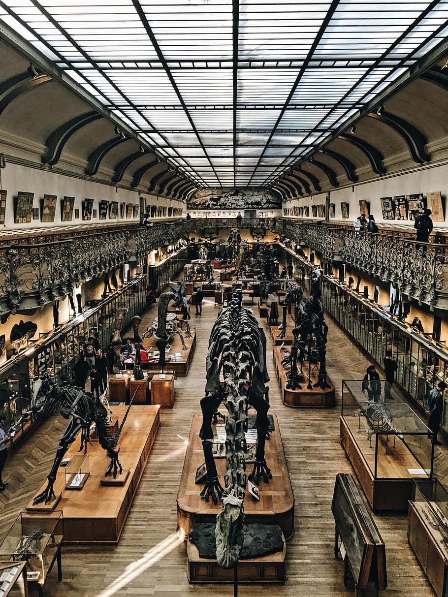 dinosaur museum, rigtige mennesker, indendørs, arkitektur, livsstil, gruppe af mennesker, mennesker, Kvinder, herrer, voksen, bygget struktur, fritidsaktivitet, loft, menneskemængde, dag, transportmidler, afslappet tøj, rejse, fuld længde, 4K