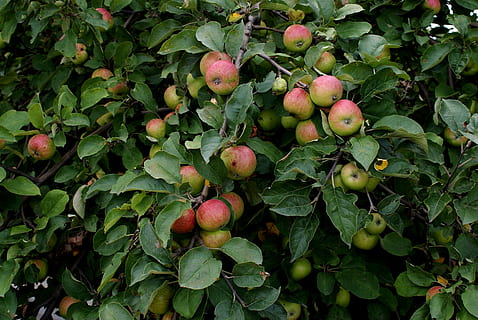 æble, træ, afdeling, frugt, moden, løv, retten, natur, blomsterstand, sund og rask, blomster, blomstrede, vild, sund kost, mad og drikke, blad, mad, plante del, grøn farve, friskhed, velvære, vækst, ingen mennesker, frugt træ, dag, æble - frugt, plante, udendørs, tæt på, æbletræ, 4K, CC0, offentligt domæne, royaltyfrie