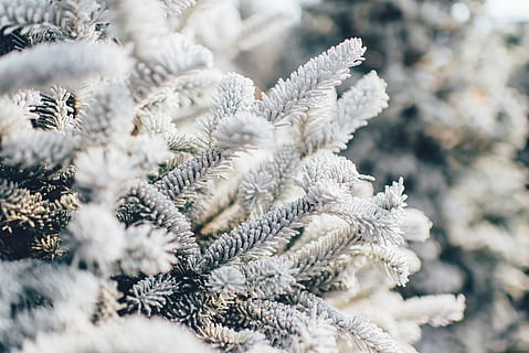 træ, natur, fyrretræ, vinter, hvid, bokeh, udendørs, kold temperatur, sne, tæt på, selektiv fokusering, plante, ingen mennesker, Frosset, snefnug, nåletræ, dag, is, frost, hvid farve, skønhed i naturen, Pinaceae, ro, varme tøj, sner, 5K, CC0, offentligt domæne, royaltyfrie
