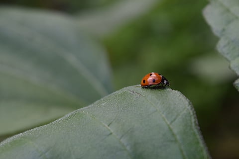 coccinella, scarafaggio, siebenpunkt, portafortuna, insetto, macro, invertebrato, animali allo stato selvatico, fauna selvatica, un animale, temi animali, animale, avvicinamento, parte vegetale, messa a fuoco selettiva, giorno, foglia, colore verde, natura, pianta, macchiato, nessuno, concentrarsi sulle conoscenze acquisite, all'aperto, piccolo, 5K, CC0, dominio pubblico, privo di copyright