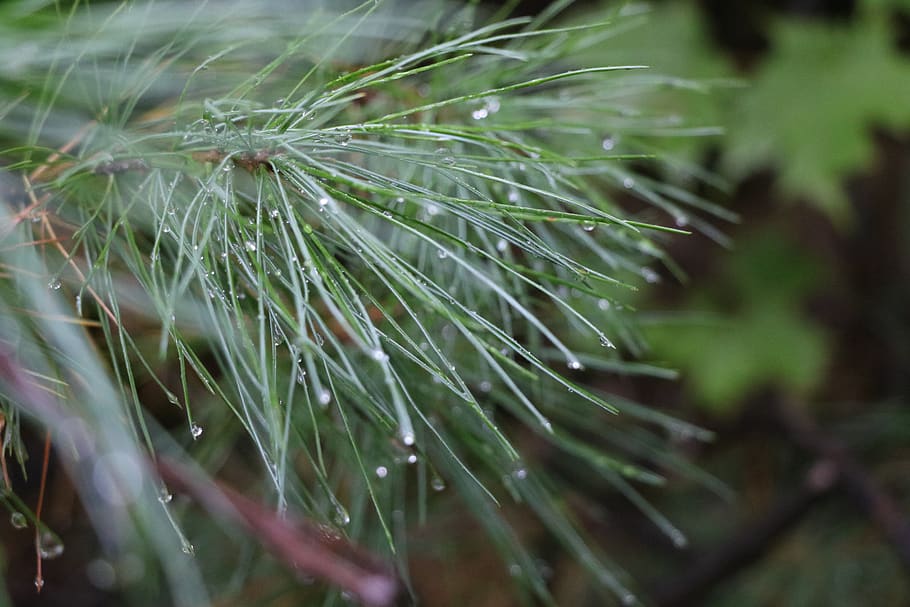 Canadà, Prevost, arbre, aigua, fons de pantalla, tirar, primer pla, gota d'aigua, zoom, planta, creixement, color verd, naturalesa, bellesa a la natura, enfocament selectiu, cap gent, dia, humit, pi, centrar-se en primer pla, a l'aire lliure, fragilitat, frescor, vulnerabilitat, tranquil·litat, agulla - part de la planta, arbre de coníferes, rosada, pluja, gota de pluja, llavor de dent de lleó, 5K