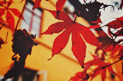 arbre vermell d'auró, planta, full, arbre, maple, Hangzhou, Xina, 喜 寺, fulla d'auró, animal, ocell, venes, llum solar, abies, avet, gota, rural, naturalesa, camp, a l'aire lliure, refugi, tardor, part de la planta, primer pla, bellesa a la natura, centrar-se en primer pla, creixement, canvi, cap gent, vermell, color taronja, fulles, branca, enfocament selectiu, dia, vulnerabilitat, fragilitat, condició natural, 4K, CC0, domini públic, lliure de regalies