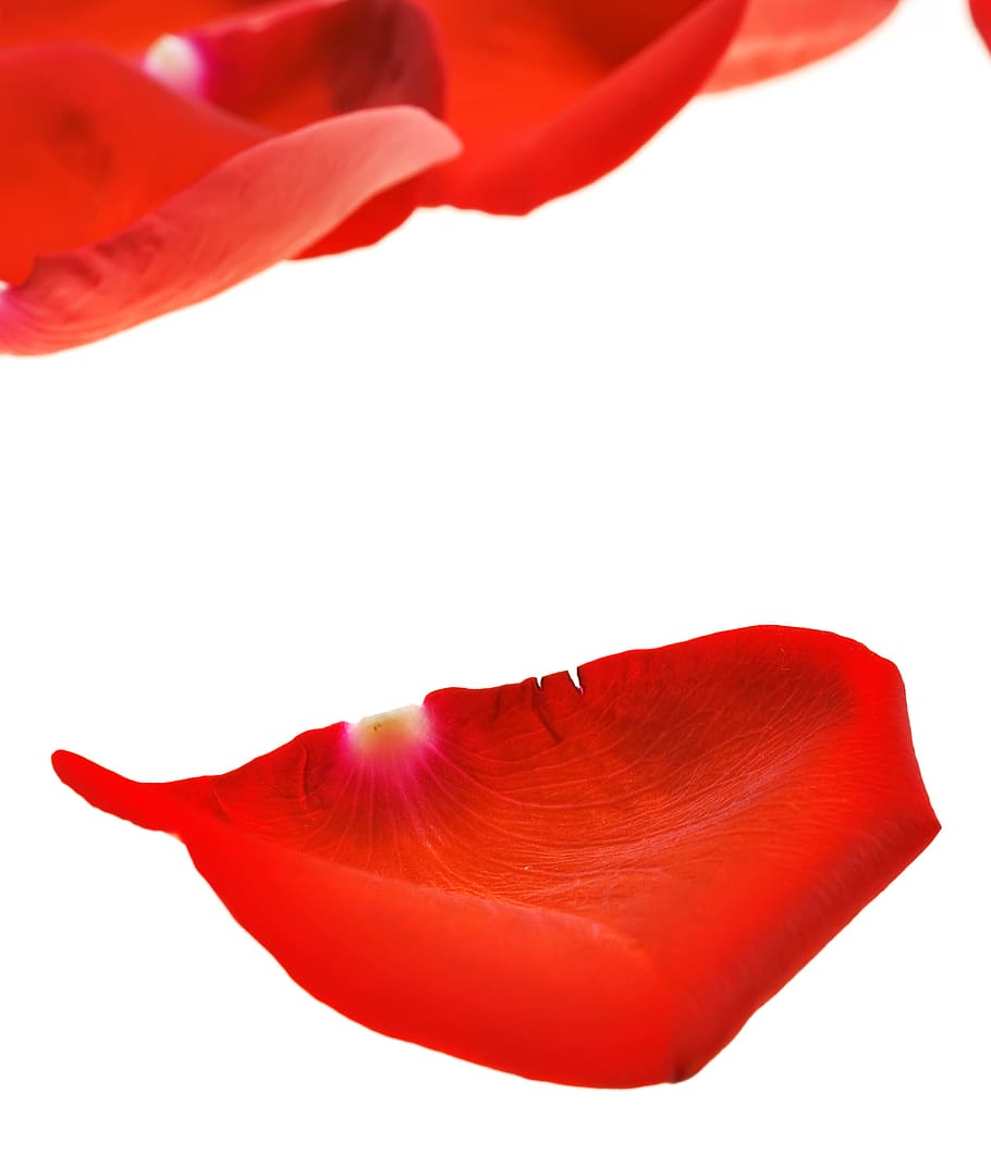 con2011, rosa, pètals, vermell, fons blanc, pètal, flor, tallar, planta amb flors, bellesa a la natura, frescor, primer pla, planta, cap gent, inflorescència, cap de flor, tir de l'estudi, fragilitat, vulnerabilitat, a l'interior, naturalesa, color taronja, còpia espai, 2K