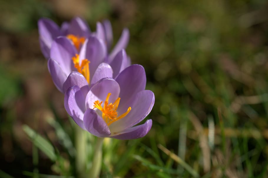 Krokus, Frühling, violett, blühen, Blume, Frühblüher, der Beginn des Frühlings, bühen, Garten, Natur, Pflanze, Frühlingsblume, Vorbote des Frühlings, Frühlingskrokus, Flora, blühende Pflanze, Frische, Blütenblatt, Schönheit in der Natur, Verletzlichkeit, Zerbrechlichkeit, Nahansicht, Wachstum, Blütenkopf, Blütenstand, lila, keine Leute, Iris, Fokus auf den Vordergrund, Tag, Pollen, 5K