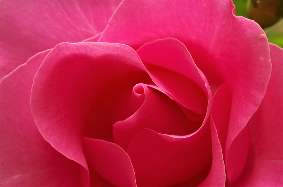 ดอกไม้, rosa, ไม้ดอก, ปลูก, ความงามในธรรมชาติ, กลีบดอกไม้, ความสด, ความอ่อนแอ, ใกล้ชิด, ความบอบบาง, หัวดอกไม้, ช่อดอก, สีชมพู, การเจริญเติบโต, ไม่มีคน, ธรรมชาติ, เต็มกรอบ, ภูมิหลัง, สีแดง, ดอกกุหลาบ, ความนุ่มนวล, 4K