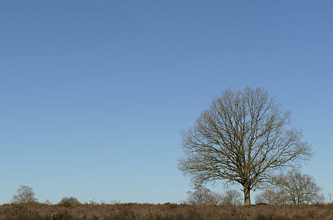 albero, rami, flora, heide, aria, blu, primavera, natura, paesaggio, Calvo, cielo, pianta, copia spazio, albero nudo, scenics - natura, scena tranquilla, cielo sereno, ambiente, la tranquillità, bellezza nella natura, terra, campo, nessuno, giorno, scena non urbana, orizzonte sopra terra, all'aperto, isolato, clima arido, 5K, CC0, dominio pubblico, privo di copyright