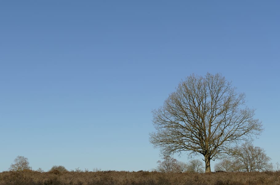 albero, rami, flora, heide, aria, blu, primavera, natura, paesaggio, Calvo, cielo, pianta, copia spazio, albero nudo, scenics - natura, scena tranquilla, cielo sereno, ambiente, la tranquillità, bellezza nella natura, terra, campo, nessuno, giorno, scena non urbana, orizzonte sopra terra, all'aperto, isolato, clima arido, 5K