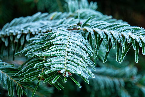 frost, winter, cold, ice, nature, frozen, eiskristalle, wintry, icy, crystal formation, crystals, ze, iced, winter magic, crystal, hoarfrost, fir tree, tannenzweig, plant, cold temperature, close-up, snow, green color, leaf, plant part, focus on foreground, coniferous tree, pine tree, beauty in nature, tree, no people, pinaceae, needle - plant part, 5K, CC0, public domain, royalty free