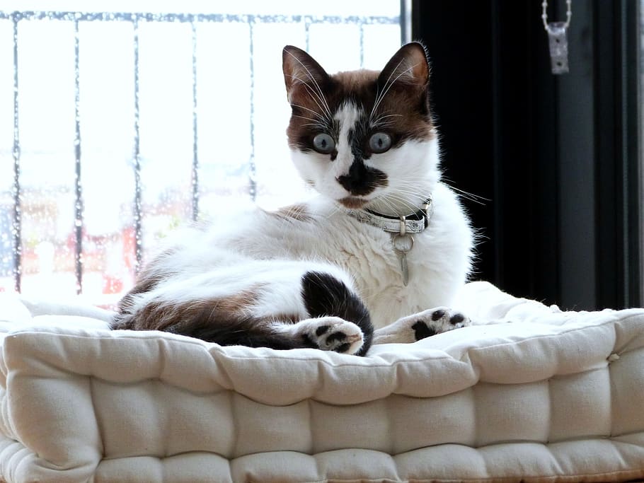 gato, de cerca, cara, mirando, sorprendido, cama, descansando, nacional, felino, animal, retrato, bote, ojos, piel, adorable, mascota, nariz, bigotes, relajante, mascotas, animales domesticos, mamífero, temas de animales, Gato domestico, vertebrado, relajación, un animal, interior de la casa, nadie, mueble, adentro, día, 2K