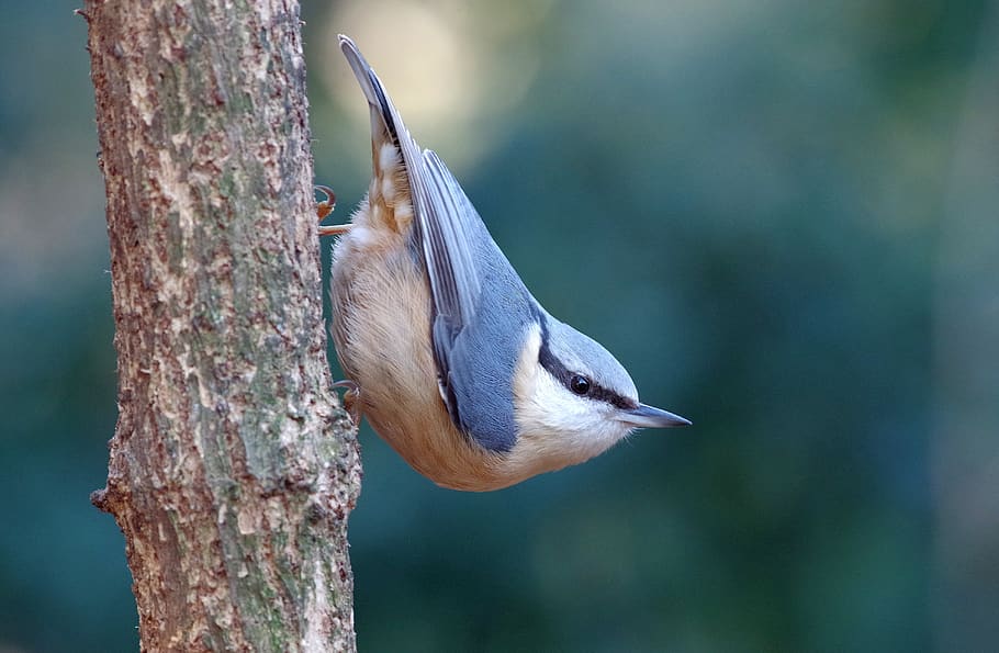 kleiber, corredor d’arbres, bosc, ocell, naturalesa, un animal, temes d'animals, animal, fauna animal, centrar-se en primer pla, animals a la natura, vertebrats, arbre, planta, tronc de l'arbre, tronc, cap gent, primer pla, dia, a l'aire lliure, posat, bellesa a la natura, vista lateral, vista del perfil, 4K