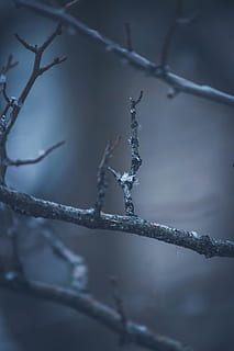 brots d’arbre marró, naturalesa, gel, a l'aire lliure, neu, hivern, cargol, gota, animal, jay, ocell, Gaig blau, gelades, cardenal, iceberg, fruita, planta, cirera, menjar, arbre, bedoll, temperatura de fred, cap gent, primer pla, branca, centrar-se en primer pla, dia, enfocament selectiu, congelat, cable, tija de la planta, filferro espinós, 5K, CC0, domini públic, lliure de regalies