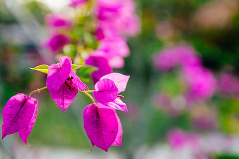 belize, san ignacio, planta amb flors, flor, planta, color rosa, frescor, bellesa a la natura, vulnerabilitat, pètal, fragilitat, primer pla, creixement, inflorescència, cap de flor, centrar-se en primer pla, cap gent, naturalesa, buganvília, dia, a l'aire lliure, enfocament selectiu, porpra, primavera, 5K, CC0, domini públic, lliure de regalies