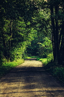camí forestal, carretera, boscos, Camí, verd, primavera, estiu, llum, sol, al matí, herba, arbres, arbre, planta, direcció, el camí a seguir, tranquil·litat, creixement, naturalesa, bosc, escena tranquil·la, bellesa a la natura, sendera, terra, color verd, cap gent, escenics - natura, dia, escena no urbana, a l'aire lliure, llum solar, perspectiva decreixent, llarg, 5K, CC0, domini públic, lliure de regalies