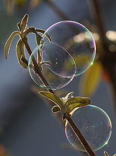 soap bubble, light, ease, reflection, vulnerability, fragility, transparent, close-up, focus on foreground, bubble, nature, sphere, no people, day, plant, outdoors, soap sud, growth, beauty in nature, mid-air, shiny, shape, glass - material, 2K, CC0, public domain, royalty free