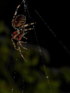 aranya, web, rosada, tarda, fosc, invertebrat, animals a la natura, un animal, animal, temes d'animals, insecte, aràcnids, fauna animal, artròpode, primer pla, fragilitat, teranyina, centrar-se en primer pla, naturalesa, cap gent, part del cos dels animals, cames d’animal, enfocament selectiu, zoologia, a l'aire lliure, 2K, CC0, domini públic, lliure de regalies