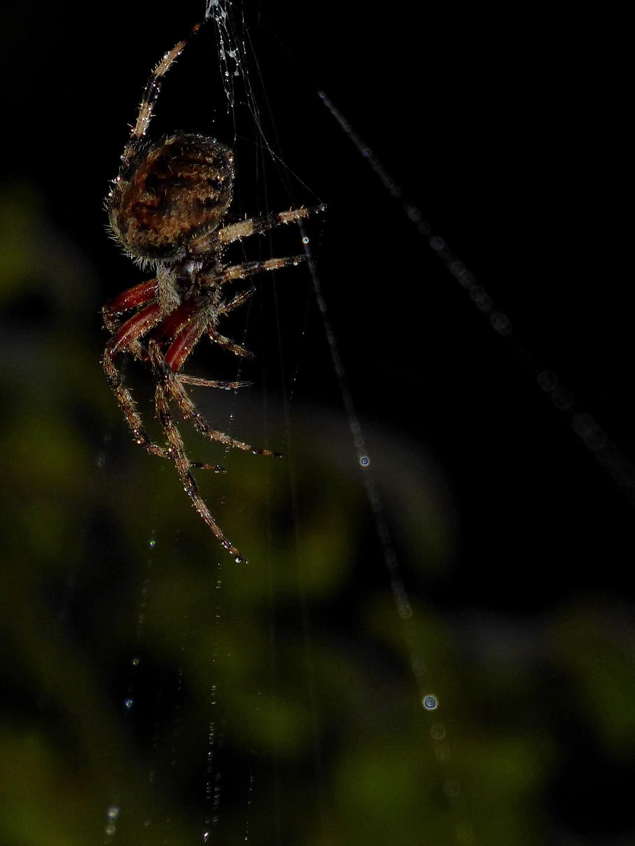 aranya, web, rosada, tarda, fosc, invertebrat, animals a la natura, un animal, animal, temes d'animals, insecte, aràcnids, fauna animal, artròpode, primer pla, fragilitat, teranyina, centrar-se en primer pla, naturalesa, cap gent, part del cos dels animals, cames d’animal, enfocament selectiu, zoologia, a l'aire lliure, 2K