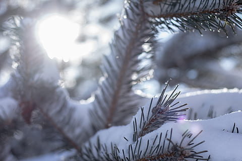 copac, zăpadă, Brad, iarnă, rece, macro, gheaţă, DOF, bokeh, luminos, temperatura rece, plantă, natură, îngheţat, nici o persoana, frumusețe în natură, liniște, zi, selectiv, a închide, lumina soarelui, culoare alba, lentila flacara, ramură, creştere, conifer, în aer liber, ac - parte a plantelor, Violet, un munte acoperit de zăpadă, 5K, CC0, domeniu public, fără drepturi de autor