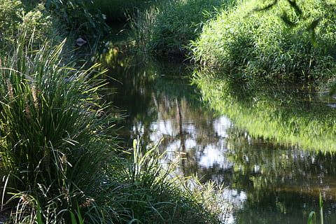 corriente, meandro, Australia, reflexión, agua, Arroyo, lomandra, verde, planta, crecimiento, tranquilidad, color verde, naturaleza, lago, belleza en la naturaleza, nadie, árbol, día, hierba, escena tranquila, tierra, bosque, al aire libre, paisajes - naturaleza, frente al mar, 4K, CC0, dominio público, libre de derechos