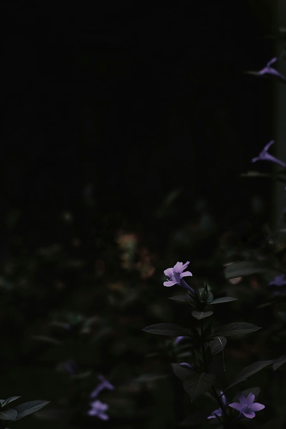 Índia, nagpur, planta amb flors, flor, frescor, vulnerabilitat, fragilitat, planta, bellesa a la natura, pètal, creixement, primer pla, nit, inflorescència, naturalesa, cap gent, cap de flor, porpra, color rosa, a l'aire lliure, centrar-se en primer pla, enfocament selectiu, 5K