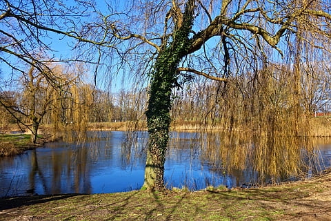 salgueiro-chorão, salgueiro, árvore, árvore nua, árvore de inverno, lago, parque, cênico, Lago Azul, céus azuis, dia ensolarado, agua, plantar, tranquilidade, cena tranquila, beleza na natureza, reflexão, scenics - natureza, natureza, ninguém, dia, cena não urbana, terra, céu, floresta, crescimento, tronco de árvore, ao ar livre, pântano, 5K, CC0, domínio público, royalty free
