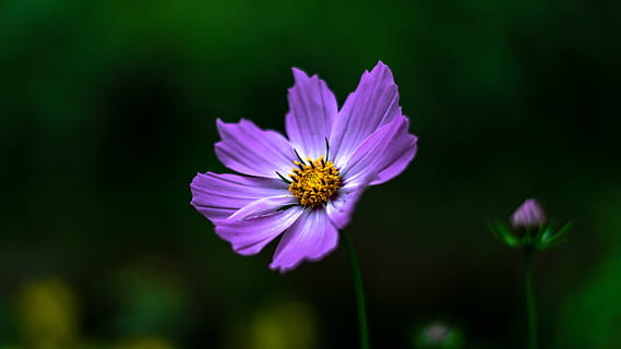 flor de pétalo púrpura, planta, flor, polen, margarita, margaritas, aster, púrpura, pétalo, flora, antera, asteraceae, fotografía, foto, geranio, anémona, acanthaceae, brote, dalia, planta floreciendo, frescura, fragilidad, vulnerabilidad, belleza en la naturaleza, cabeza de flor, inflorescencia, de cerca, crecimiento, centrarse en primer plano, nadie, flor cosmos, naturaleza, color rosa, polinización, 5K, CC0, dominio público, libre de derechos