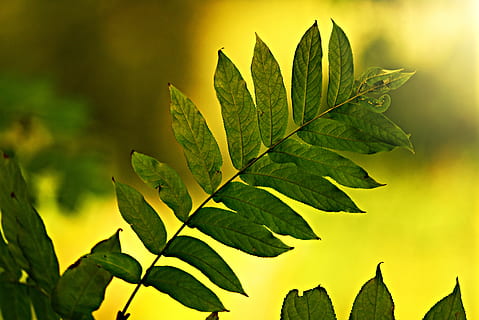 leaf, twig, vein, pattern, branch, bush, back light, nature, plant, plant part, green color, growth, beauty in nature, close-up, outdoors, no people, yellow, tree, focus on foreground, tranquility, day, leaves, freshness, sunlight, plant stem, 4K, CC0, public domain, royalty free