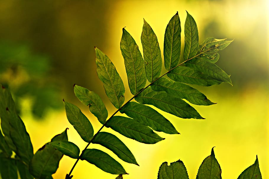 leaf, twig, vein, pattern, branch, bush, back light, nature, plant, plant part, green color, growth, beauty in nature, close-up, outdoors, no people, yellow, tree, focus on foreground, tranquility, day, leaves, freshness, sunlight, plant stem, 4K