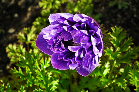 anemone, fiore, blu, primavera, giardino, macro, jaskrowate, bellissimo, natura, decorativo, fioritura, pianta fiorita, pianta, fragilità, vulnerabilità, freschezza, bellezza nella natura, petalo, viola, crescita, infiorescenza, avvicinamento, testa di fiore, concentrarsi sulle conoscenze acquisite, giorno, nessuno, botanica, all'aperto, 2K, CC0, dominio pubblico, privo di copyright