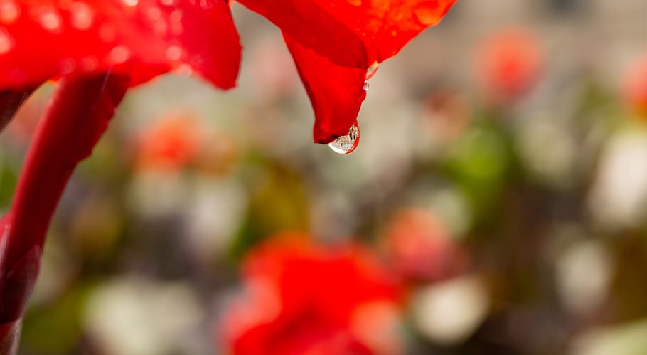 blueme, degoteig, edifici, macro, pluja, vermell, bellesa a la natura, primer pla, planta, centrar-se en primer pla, naturalesa, flor, cap gent, creixement, planta amb flors, frescor, dia, a l'aire lliure, enfocament selectiu, vulnerabilitat, fragilitat, full, part de la planta, tirar, pètal, cap de flor, fulla d'auró, puresa, 5K