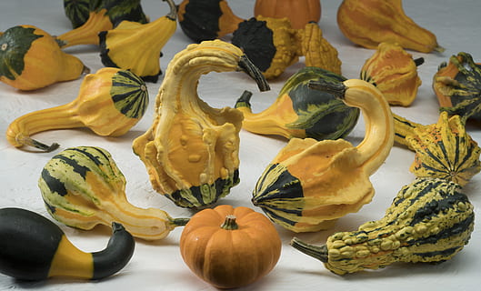 assorted vegetable lot, vegetable, flora, food, plant, produce, squash, gourd, united states, dalton, pumpkin, bowl, zucchini, brown, food and drink, freshness, healthy eating, wellbeing, still life, yellow, table, close-up, no people, fruit, indoors, squash - vegetable, focus on foreground, banana, creativity, high angle view, raw food, 8K, CC0, public domain, royalty free