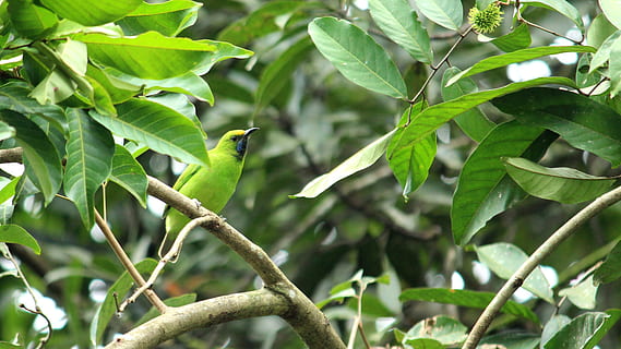 ocell, fulló de fulla, full, verd, daurat, blau, negre, cap, ulls, plomatge, aviària, naturalesa, medi ambient, humit, jardí, branca, natural, arbre, fullatge, bosc, fresc, femella, Kerala, Índia, part de la planta, planta, animals a la natura, vertebrats, fauna animal, temes d'animals, animal, color verd, un animal, posat, creixement, centrar-se en primer pla, dia, cap gent, bellesa a la natura, a l'aire lliure, 4K, CC0, domini públic, lliure de regalies