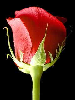 sort, Rose, rød, baggrund, tæt på, isolerede, ingen, kronblad, dag, blomst, hoved, s, kærlighed, objekt, plante, skønhed, valentinsdag, romantik, natur, enkelt, friskhed, sort baggrund, blomstrende plante, studio skud, skønhed i naturen, skrøbelighed, sårbarhed, vækst, ingen mennesker, blomsterstand, rosenblomst, blomsterhoved, indendørs, bægerblad, 2K, CC0, offentligt domæne, royaltyfrie