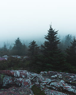 pins, boires, planta, arbre, avet, abies, conífera, naturalesa, picea, pi, a l'aire lliure, boira, temps, runes, paret, làrix, pendent, santuari, adoració, arquitectura, edifici, cel, bellesa a la natura, cap gent, creixement, tranquil·litat, muntanya, dia, escena tranquil·la, escenics - natura, hivern, terra, rock, medi ambient, escena no urbana, sòlid, arbre de coníferes, 4K, CC0, domini públic, lliure de regalies