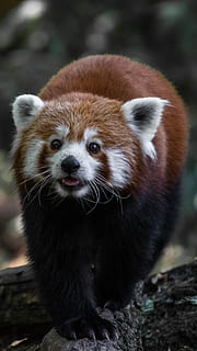 rød panda, dyr, dyreliv, pattedyr, saint-cross park, mindre panda, bære, natur, kæmpepanda, portræt, pels, øre, Skov, whiskers, ansigt, udendørs, kat, kæledyr, træ, dyre temaer, et dyr, dyr i naturen, fokus på forgrunden, hvirveldyr, dag, ingen mennesker, jord, tæt på, leder, bakkenbart, dyr hoved, 4K, CC0, offentligt domæne, royaltyfrie