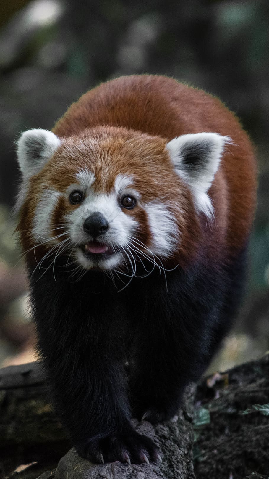 rød panda, dyr, dyreliv, pattedyr, saint-cross park, mindre panda, bære, natur, kæmpepanda, portræt, pels, øre, Skov, whiskers, ansigt, udendørs, kat, kæledyr, træ, dyre temaer, et dyr, dyr i naturen, fokus på forgrunden, hvirveldyr, dag, ingen mennesker, jord, tæt på, leder, bakkenbart, dyr hoved, 4K