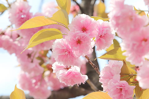Frühling, Frühlingsblumen, Natur, Blumen, Pflanzen, Jahreszeit, Garten, blühend, wunderschönen, Blütenblatt, April, Knospe, blühen, Blumenbaum, Holz, Park, hell, Kirschblüte, Rosa, Falte Kirsche, Blume, blühende Pflanze, pinke Farbe, Pflanze, Schönheit in der Natur, Zerbrechlichkeit, Verletzlichkeit, Frische, Nahansicht, Wachstum, Blütenstand, Tag, selektiver Fokus, Baum, Blütenkopf, keine Leute, draußen, Kirschbaum, 5K, CC0, gemeinfrei, lizenzfrei