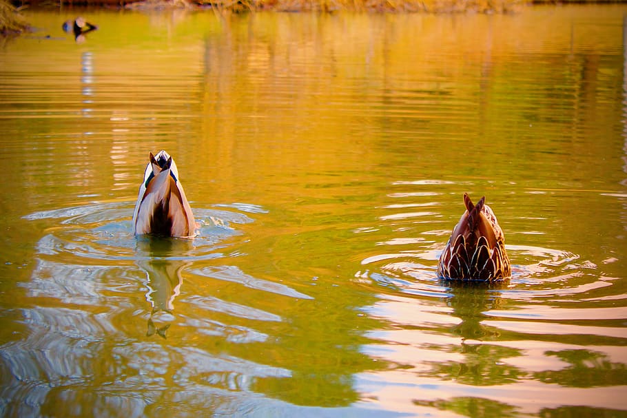 ànecs, busseig, estany, reflexió, ondulació, waterfowls, aviària, ocells, el cap primer, sincronitzat, nedar, animals, llac, menjar, els ànecs, divertit, fauna animal, temes d'animals, animal, animals a la natura, aigua, ocell, vertebrats, grup d’animals, davant del mar, naturalesa, ànec, cap gent, dia, dos animals, aus de corral, animal jove, a l'aire lliure, família d’animals, 4K