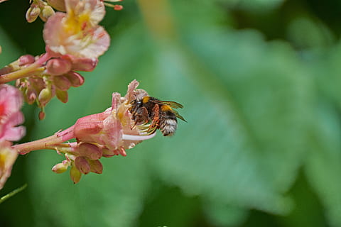 Abellot, flor, primavera, pol·len, insectes, insecte, animals a la natura, fauna animal, planta amb flors, temes d'animals, planta, fragilitat, animal, invertebrat, vulnerabilitat, bellesa a la natura, primer pla, un animal, pètal, abella, creixement, centrar-se en primer pla, frescor, cap de flor, polinització, cap gent, a l'aire lliure, 5K, CC0, domini públic, lliure de regalies