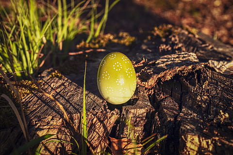 paasei, Pasen, gekleurde, de lente, Pasen-thema, voedsel, wenskaart, hartgekocht, eivormig, groen, gekookt, kaartgroet, stilleven, groei, natuur, detailopname, fabriek, paddestoel, land-, dag, geen mensen, boom, Bos, zonlicht, groente, veld-, focus op de voorgrond, buitenshuis, selectieve aandacht, schoonheid in de natuur, hoge hoekmening, 5K, CC0, publiek domein, royaltyvrij