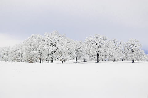 snedækkede træer, kold, frost, frost-, natur, naturskøn, sæson, sne, snedækkede, snedækket, texas, træer, vejr, testamente point, vinter, kold temperatur, træ, plante, rolig scene, jord, skønhed i naturen, hvid farve, scenics - natur, ro, landskab, miljø, dag, ingen mennesker, dækker, ikke-urbane scene, Mark, sner, ekstremt vejr, snestorm, treelined, 2K, CC0, offentligt domæne, royaltyfrie